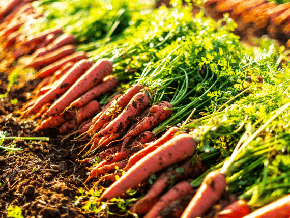 たきキャロットファーム