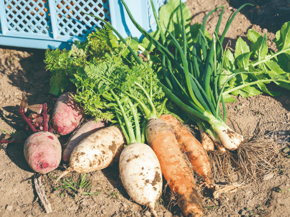 雲仙つむら農園